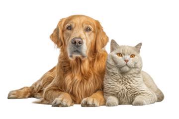 PNG Golden retriever and british shorthair cat relaxing together