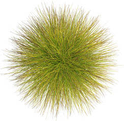 Top view of Eulalia plant - Miscanthus Sinensis