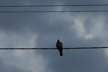 A solitary bird is comfortably perched on an overhead power line, set against a backdrop of a soft,...
