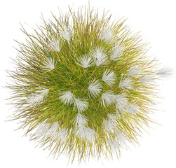 Top view of Eulalia plant - Miscanthus Sinensis
