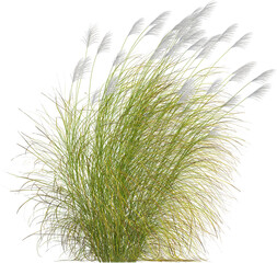 Side view of Eulalia plant - Miscanthus Sinensis