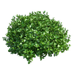 Obraz premium A lush green bush with dense foliage and delicate branches isolated on transparent background