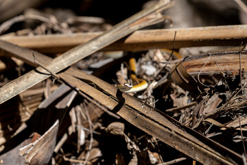 Yellow morph version of green tree snake or Dendrelaphis punctulatus on dead vegetation on ground