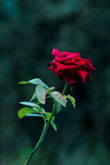 Elegant red rose blooming with vivid color and contrast