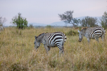 Pair of zebras grazing in the open grasslands of Masai Mara, Kenya. Capturing African wildlife in...