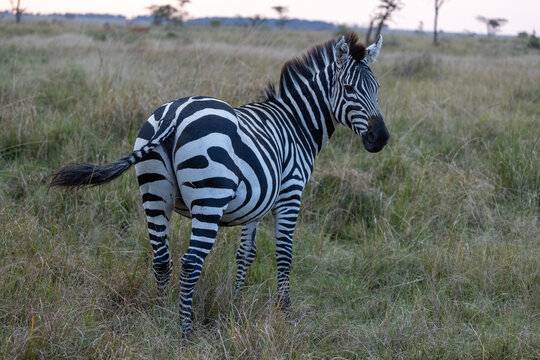 Alone zebra in the masai amra grasslands on sunrise golden hour