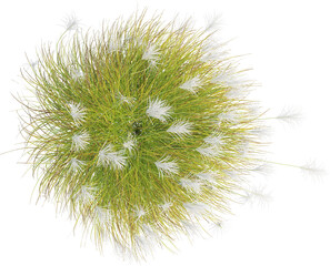 Top view of Eulalia plant - Miscanthus Sinensis