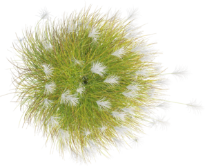 Top view of Eulalia plant - Miscanthus Sinensis