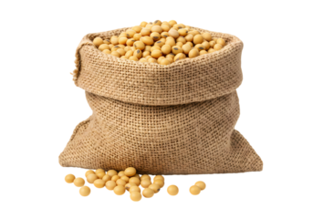 Soybeans A Comprehensive Guide to Cultivation Uses and Nutritional Benefits on transparent background