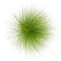 Top view of Mexican Feathergrass plant - Nassella Tenuissima