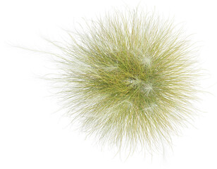 Fototapeta premium Top view of Mexican Feathergrass plant - Nassella Tenuissima