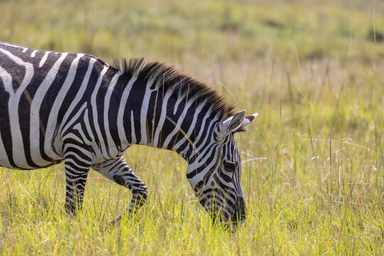 Zebra grazing in the masai mara grasslands of kenya, east africa. - Powered by Adobe
