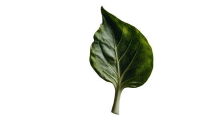Close up of a single green leaf with visible veins on a black background