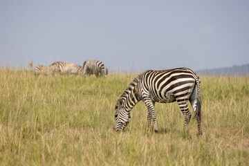 zebra grazing in serengeti national park