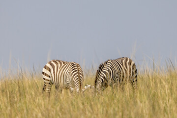 Pair of zebras grazing in the open grasslands of Masai Mara, Kenya. Capturing African wildlife in...