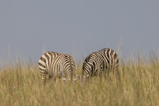 Two zebras grazing together in masai mara grasslands of kenya, africa