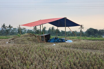 A temporary place made of plastic tarpaulin for harvesting rice in the fields.