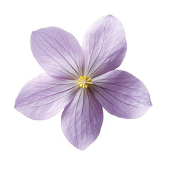 Obraz premium Delicate pale purple petals of a five petaled flower with visible veins and yellow center isolated on transparent background