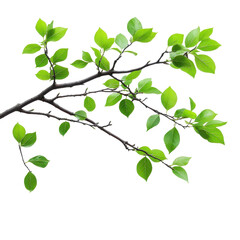 Obraz premium tree branch with green leaves, detailed view of a tree branch with bright green leaves, isolated on transparent background
