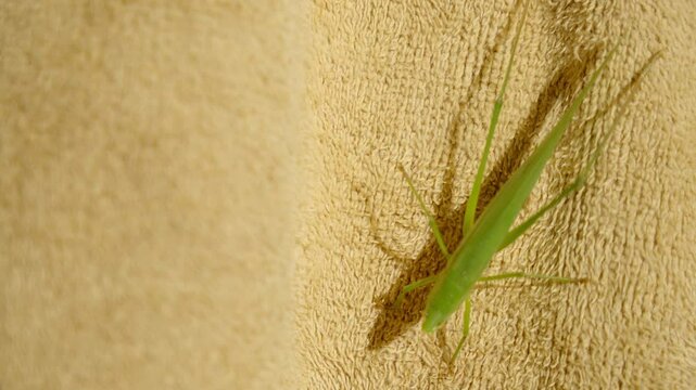 Neoconocephalus triops commonly known as grasshopper walking on a brown surface
