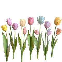 tulip flower on the pastel color, blooming tulip flower positioned on a light pastel surface, isolated on transparent background