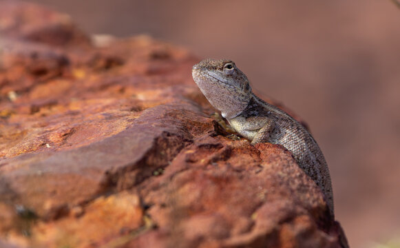 Two-lined Dragons or Diporiphora winneckei,