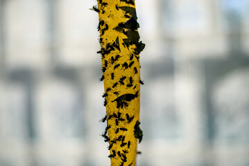 Dead flies on sticky tape