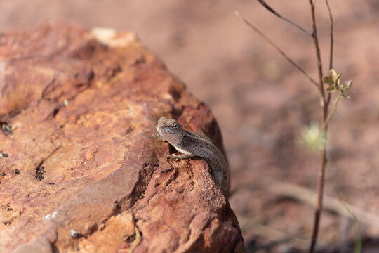 Two-lined Dragons or Diporiphora winneckei,