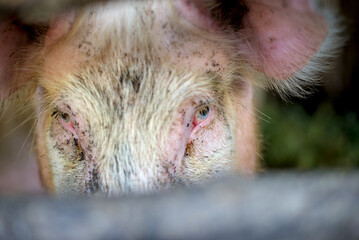 A pig on a farm looking at the camera