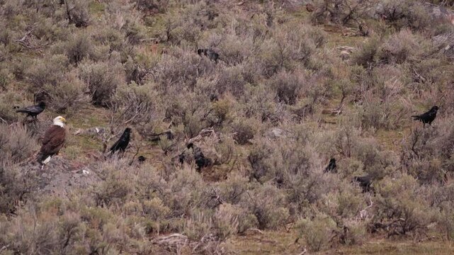 Bald eagle and ravens on animal kill