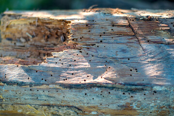 Close up of wooden log with termite holes