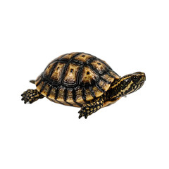 Fototapeta premium Adorable miniature turtle showcasing intricate shell patterns and an elongated neck perfect for nature themed designs