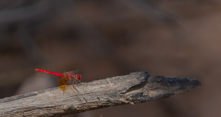 Pygmy percher or Nannodiplax rubra, a tiny dragonfly about 25 mm long with bright red abdomen and transparent wings settled on perch in Kimberley Region Western Australia.