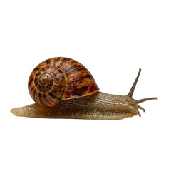 Close up of a striking brown garden snail displaying intricate spiral shell and extended antennae set against a clean white background