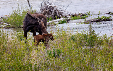 Mama moose with twin calves