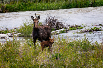 Mama moose with twin calves