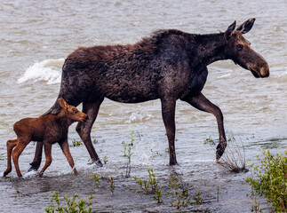 Mama moose with twin calves