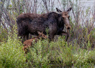 Mama moose with twin calves