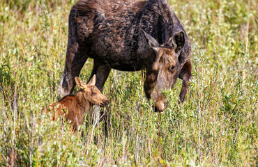 Mama moose with twin calves