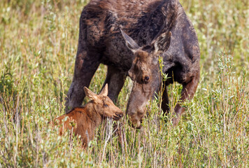 Mama moose with twin calves