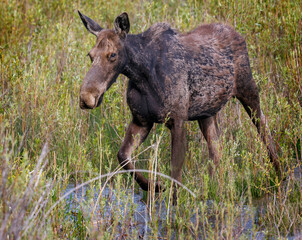 Fototapeta premium Mama moose with twin calves