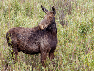 Mama moose with twin calves