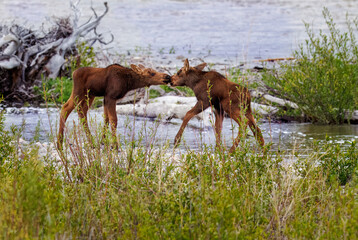 Mama moose with twin calves