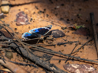 Meadow argus butterfly or Junonia orithya settled on piece of rough ground with colourful wings open