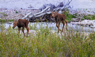 Mama moose with twin calves