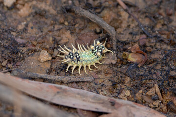 venomous mottled cup moth caterpillar or Doratifera vulnerans, about 20 mmm long