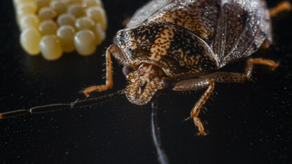 Close-Up of Antiteuchus tripterus with Egg Cluster