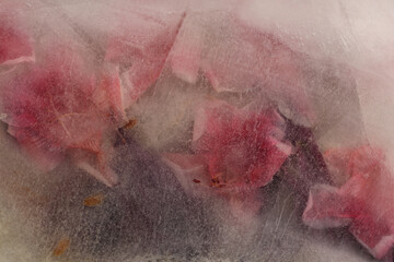 Soft focus pink flower petal, green leaf in frozen ice. Abstract natural blur wet background.