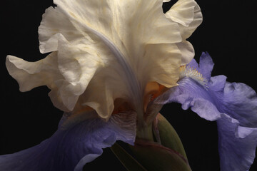 Close-up Beige, lilac, violet Iris Flower bud petal, pistil; stamen on black dark. Minimalist still life. Natural art background.