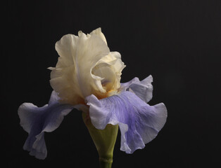 Beige, lilac, violet Iris Flower bud on black dark. Minimalist still life. Natural art background.